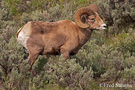 Yellowstone National Park Big Horn Ram